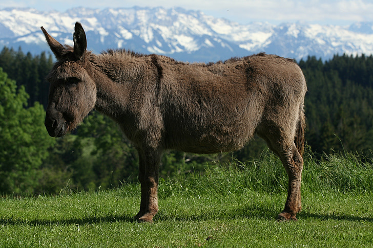 burro, animal, Alpina, Allgäu, montanhas, Panorama, Alpes Allgäu