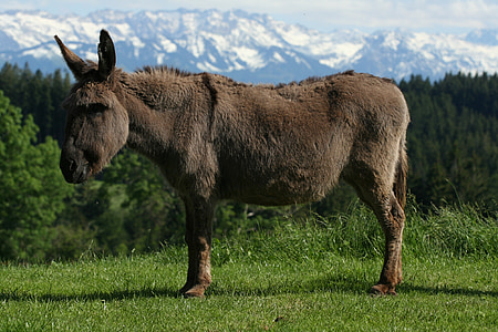 donkey, animal, alpine, allgäu, mountains, panorama, allgäu alps