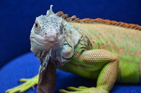 iguana, reptiles, dragon, reptile, animal, lizard, nature