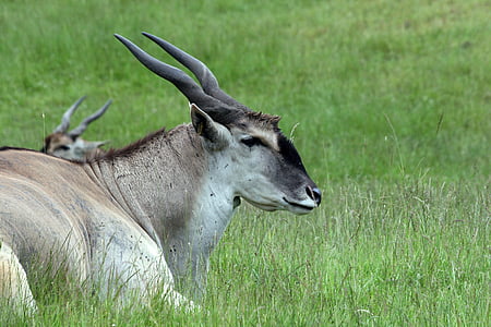 éland, cerf, antilope, Wapiti, faune, animal, brun