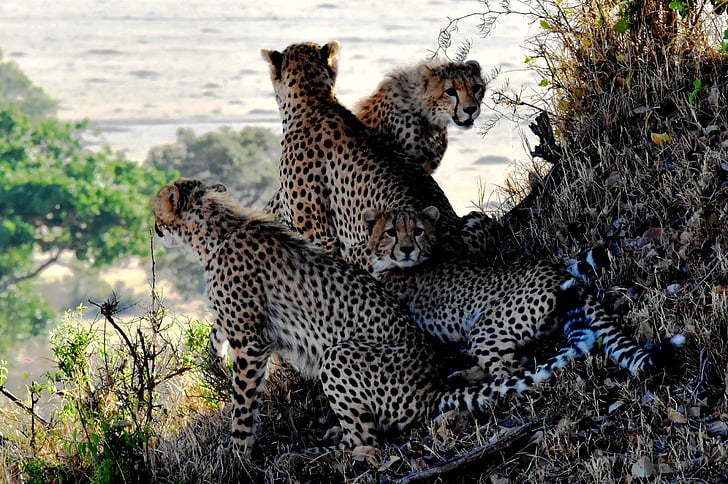 Cheetah, perhe, eläimet, Tansania, Luonto, Wildlife, Afrikka