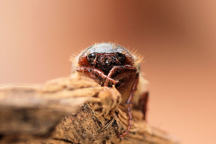 may beetle, scarab, face, brown, hair, springtime