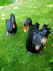Cisne de luto, Cisne negro, Cisne, pássaro, pena, animal, preto