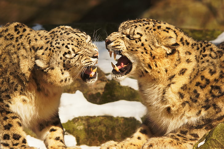 leopardos da neve, Leopard, gato, gato selvagem, predadores, animais, natureza