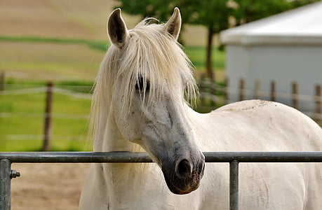 mold, horse, white, pasture, animal, horse head, coupling