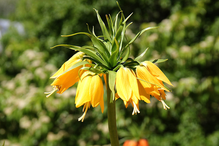 bunga, alam, kuning, Blossom, mekar, musim semi