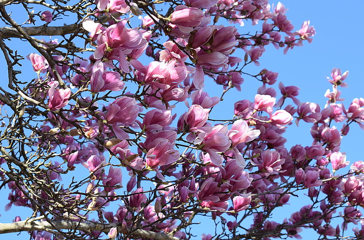 magnolia rose, Magnolia, arbre, plante, jardin, nature, printemps