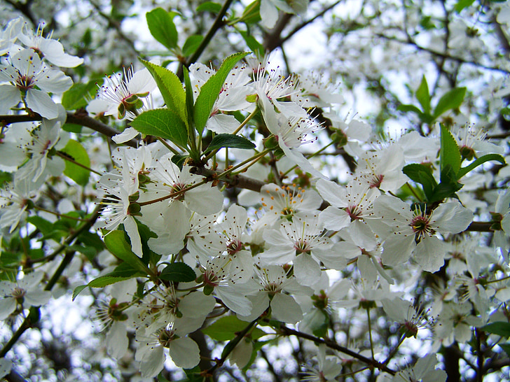 pomlad, cvetenje sadnega drevja, beli cvet