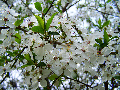 Pavasaris, ziedēšanas augļu koki, balta puķe