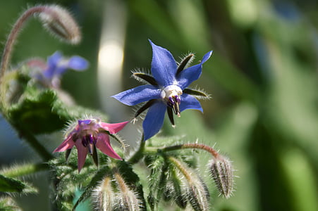 brutnák lékařský, zahrada, jaro, modrá, růžová, květ, Příroda