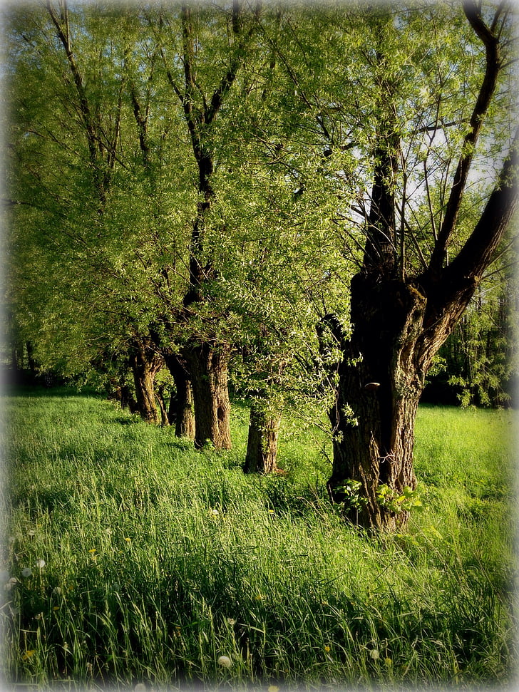 árbol, sauce, verde, primavera, naturaleza