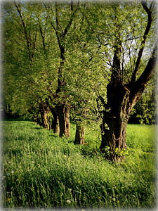 puu, paju, roheline, kevadel, loodus