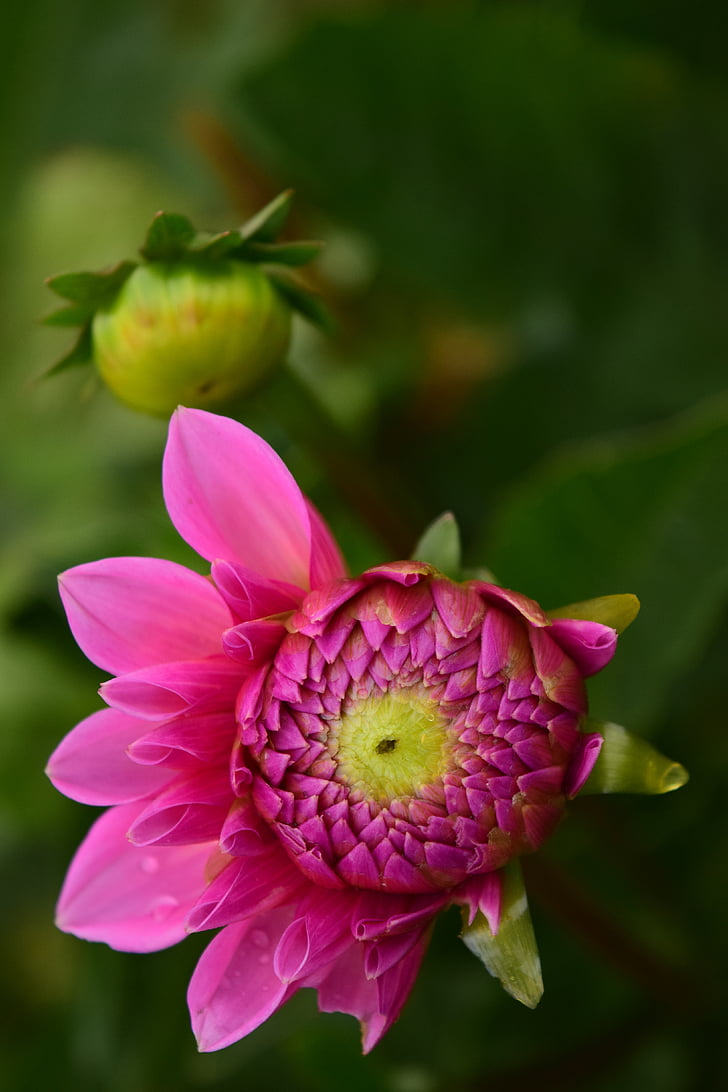 Dahlia, Blossom, nở hoa, Hoa, màu hồng, Dahlia Sân vườn, vườn thực vật