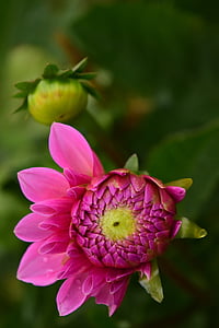 Dahlia, Blossom, nở hoa, Hoa, màu hồng, Dahlia Sân vườn, vườn thực vật