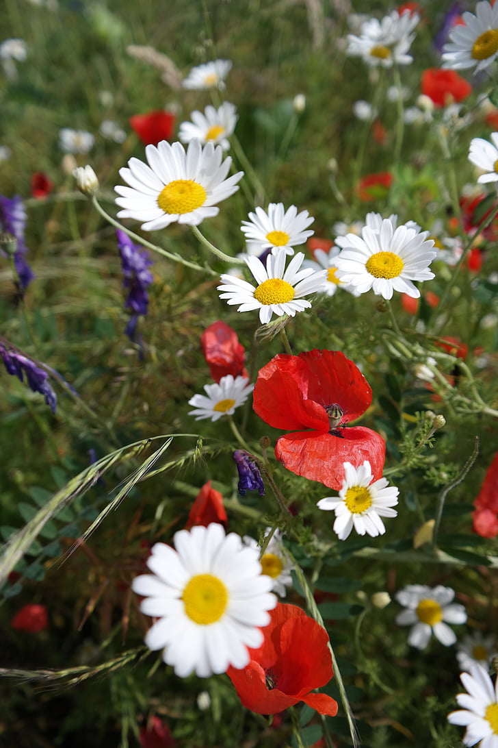 flowers, chamomile, poppy spring, nature, flower, daisy, meadow