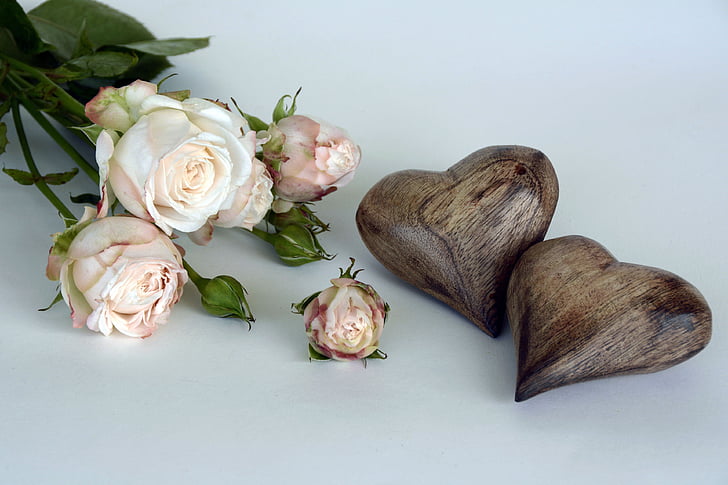 rozes, lasis, rožu ziedu, puķe, romantisks, mīlu, smaržas