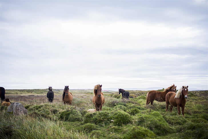 chevaux, Islande, Islandais, animaux, Meadow, brun, sauvage