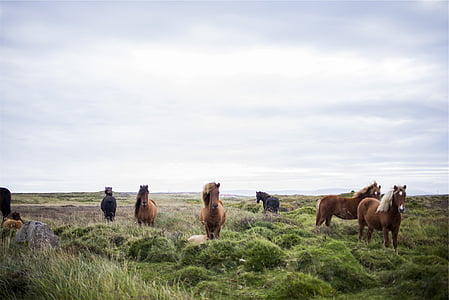 cavalli, Islanda, Islandese, animali, prato, marrone, selvaggio