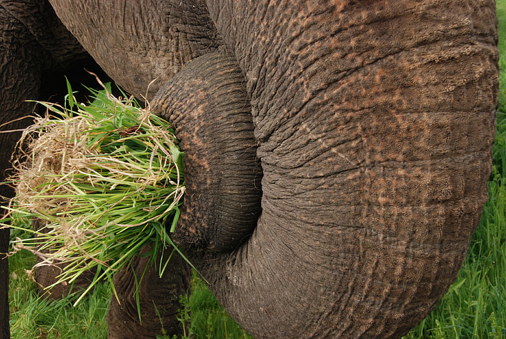 elefant, trunk, gräs, mat, djur, däggdjur