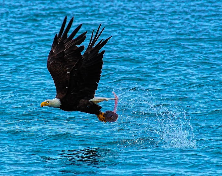 catch of the day, bald eagle, hunting, fishing, nature, eagle, fish