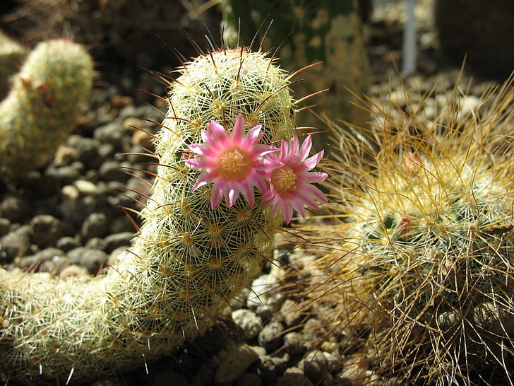 cactus, suculenta, flor, picos de, planta, plantas de interior, agujas