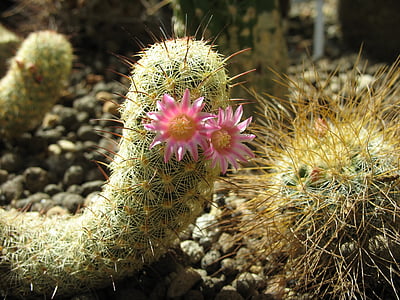 cactus, suculentes, flor, pics, planta, plantes d'interior, agulles