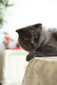 кошка, Британский короткие, Соединенное Королевство короткошерстная, синий Кот, кошки