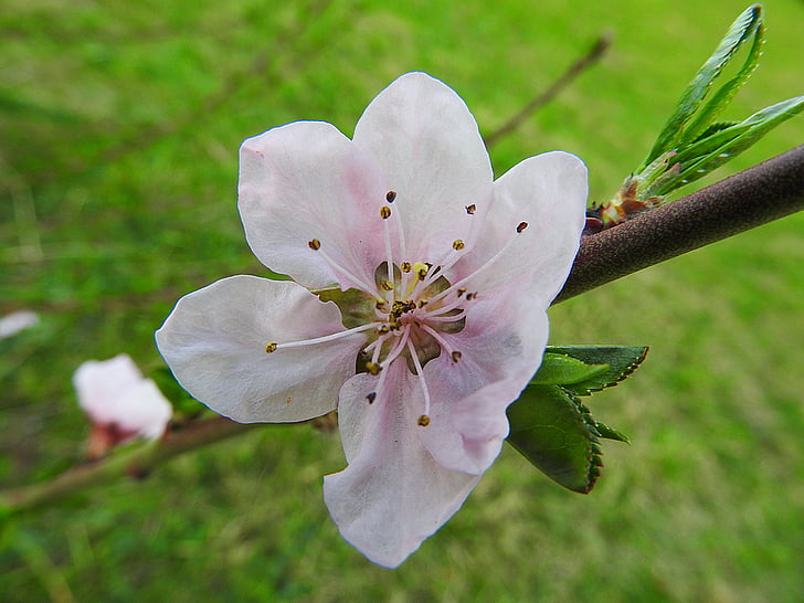 Peach blossom, õis, Bloom, virsiku puud