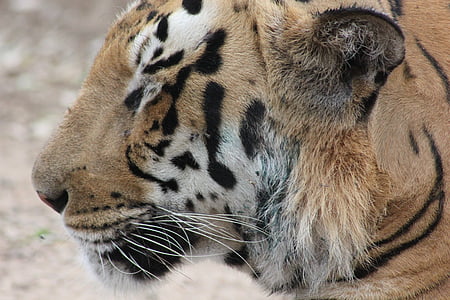 главата, Тигър, кралски бенгалски тигър, диви, животните, дива природа, природата