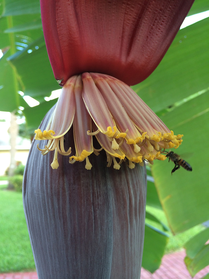 banana, tree, pollen, bees, fruit, flora