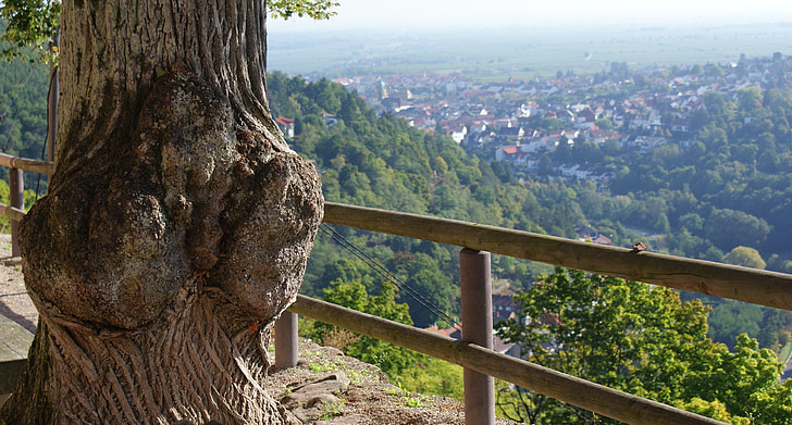 Pfalzi, Oberpfalzi mets, jalutuskäigu, Saksimaa, suvel, Limburg
