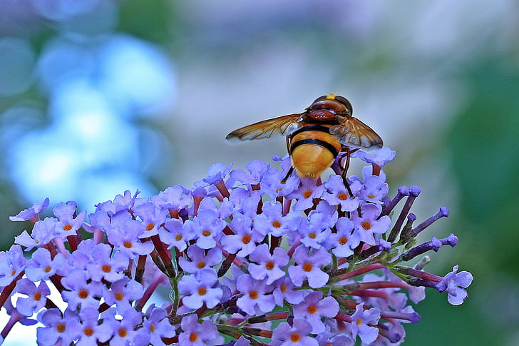 osa, insect, kid stories, butterfly bush, closeup, garden, work insect