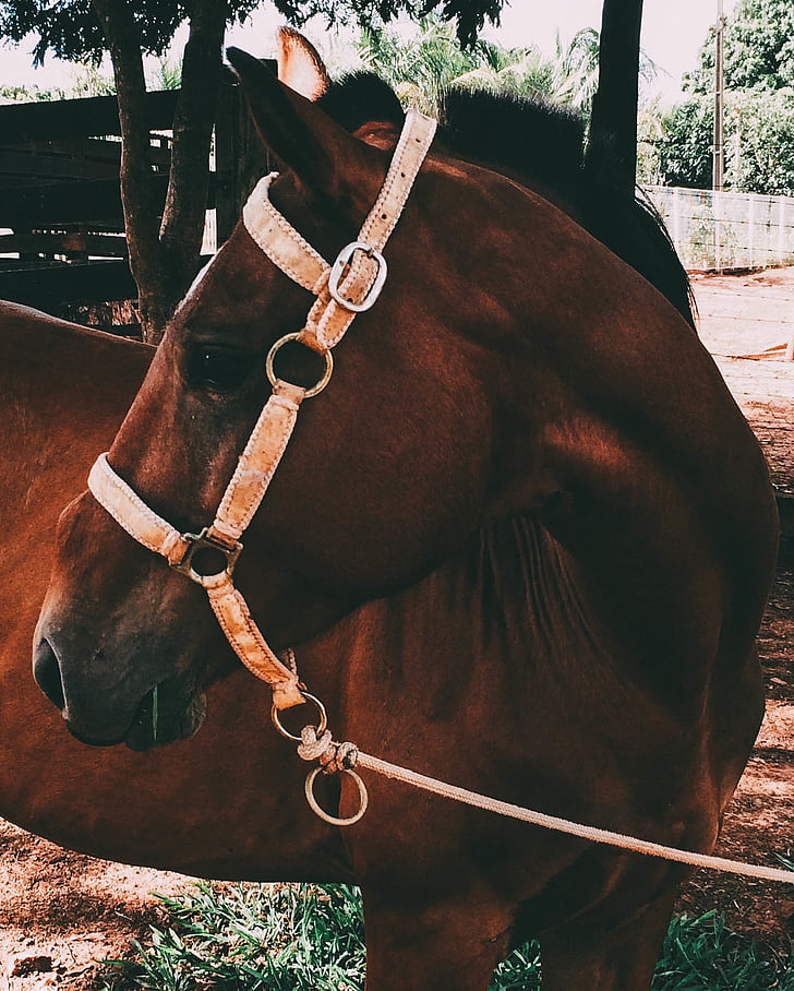 animal, bridle, close-up, farm, horse, outdoors, brown