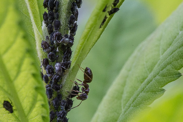 листни въшки, мравка, въшки, насекоми, макрос, листна въшка, заразяване с насекоми
