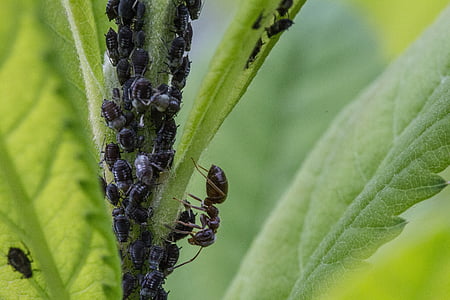 aphids, ant, lice, insect, macro, aphid, insect infestation