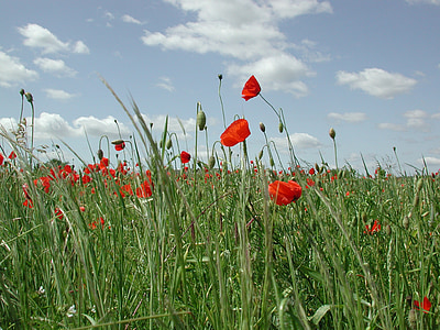 Poppy, merah, bidang, bunga, bidang poppies, gandum, Fleurs des champs