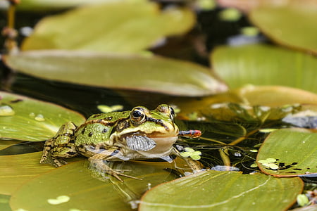 frog, pond, water, green, garden pond, frogs, green frog