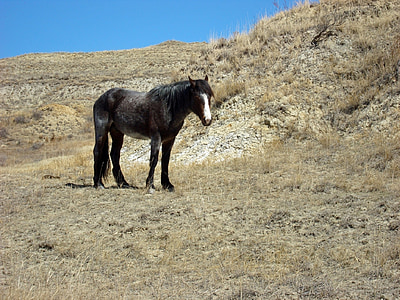 feral horse, wild, walking, panorama, landscape, range, herd