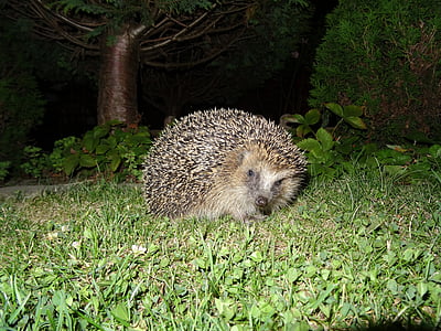 hedgehog, garden, night