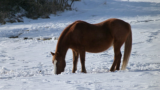 動物, 馬, 冬, 雪, 目, 雪に覆われました。, 山