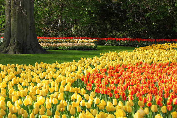 tulipes, Tulipa, taronja, vermell, fons, flor, flors