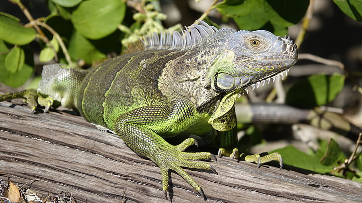 iguana, lizard, reptile, dragon, reptilian