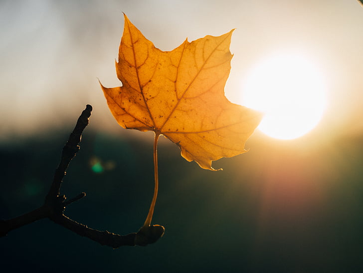 smeđa, list, javorov list, Sunce, zalazak sunca, priroda, jesen