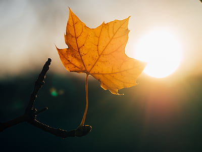 brown, leaf, maple leaf, sunshine, sunset, nature, autumn