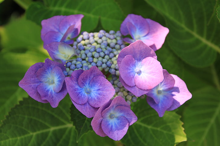 Violeta, puķe, violetu ziedu, augu, daba, aizveriet, purpura ziedu