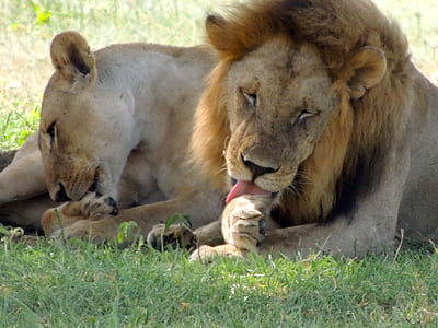 leões, macho, fêmea, lambendo as patas de leão, Leão Africano, safári, lambendo a pata