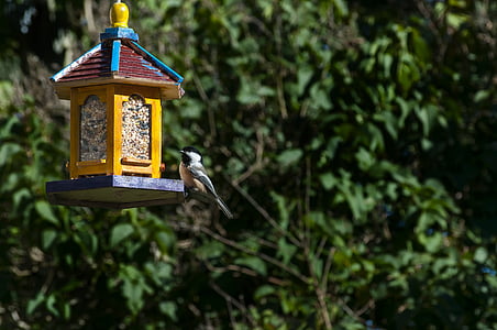 bird feeder, bird, backyard, black-capped chickadee