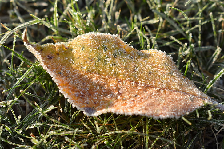 frost, mature, cold sheet, frozen, nature, leaves, sunny