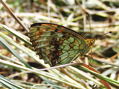 Motyl, brązowy motyl, trawa, brązowe tło, Lepidoptera, owad, zwierząt