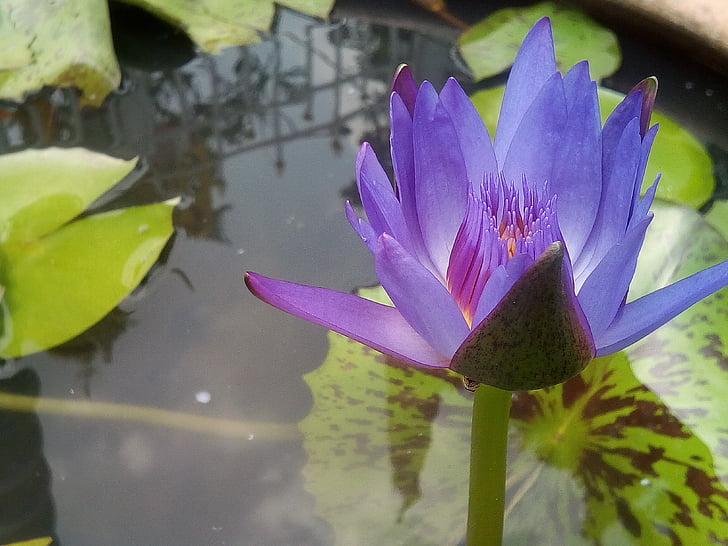 Lotus, lila lotus, frissítő, Lótusz levél, víz, Lotus medence, lila